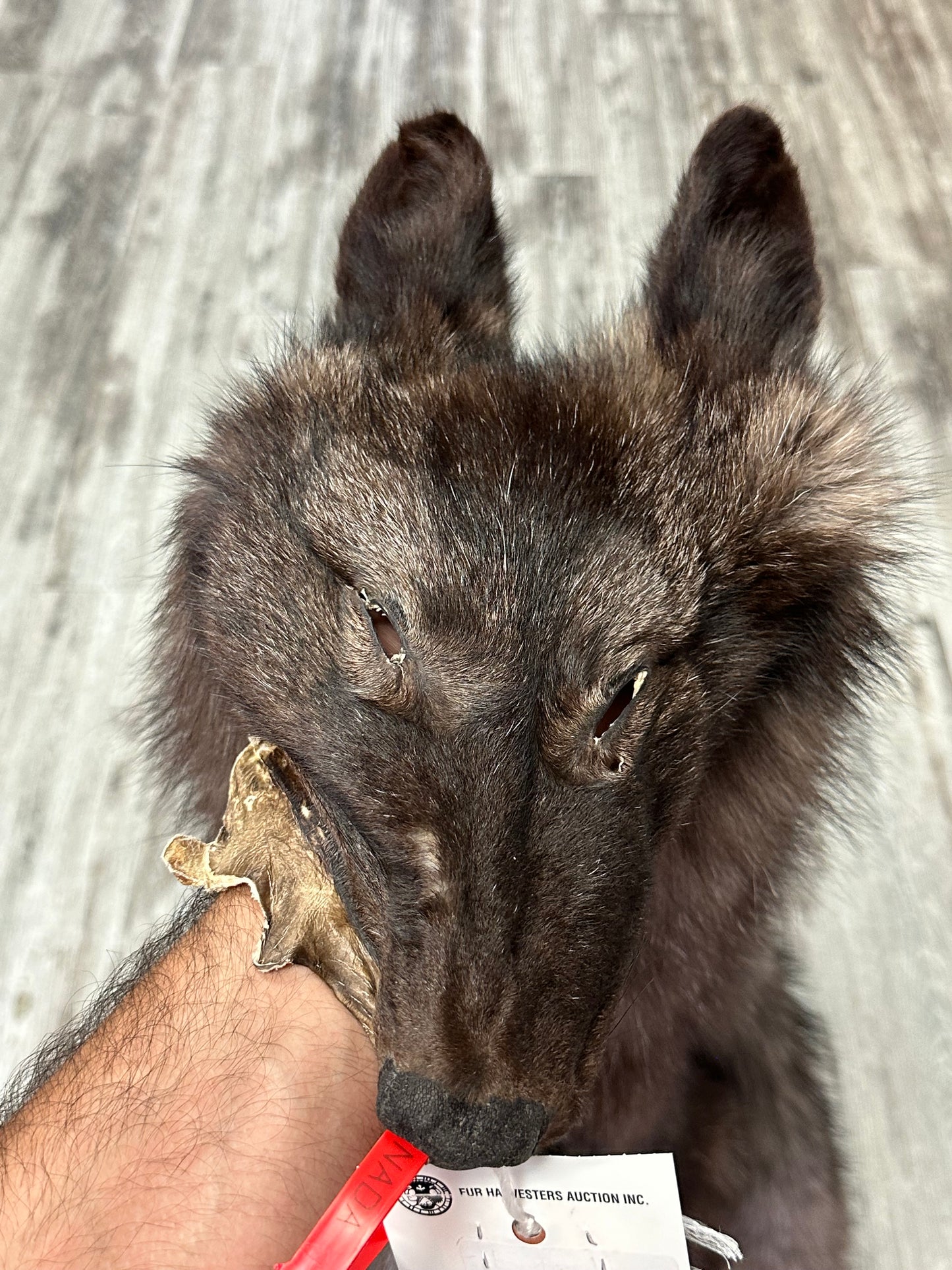 Dressed skin - Black wolf #0001231