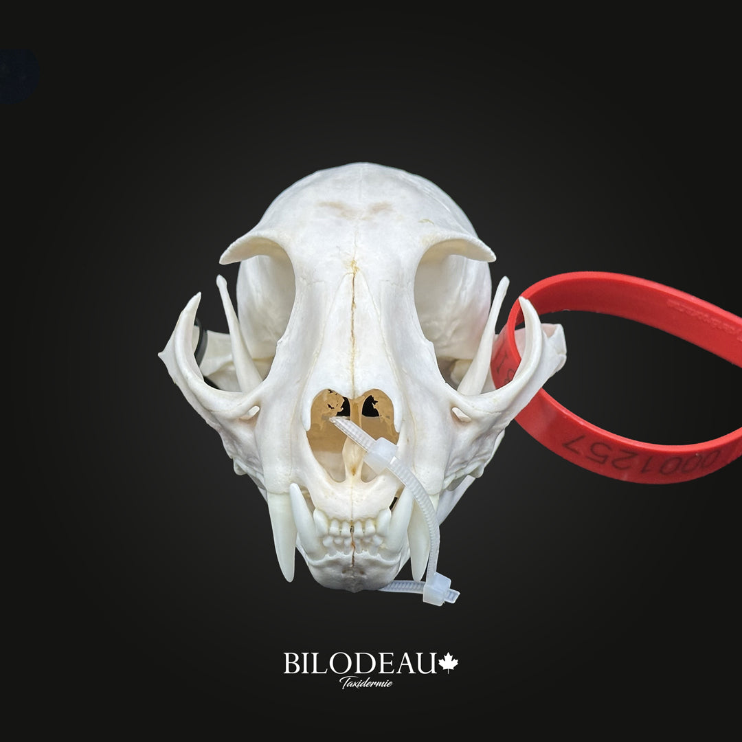 Bleached Skull - Canadian Lynx #0001257
