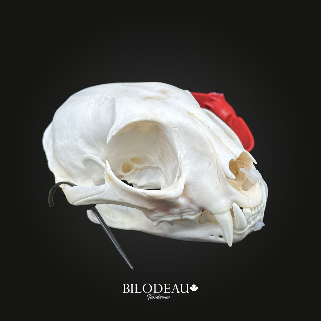 Bleached Skull - Canadian Lynx #0001257