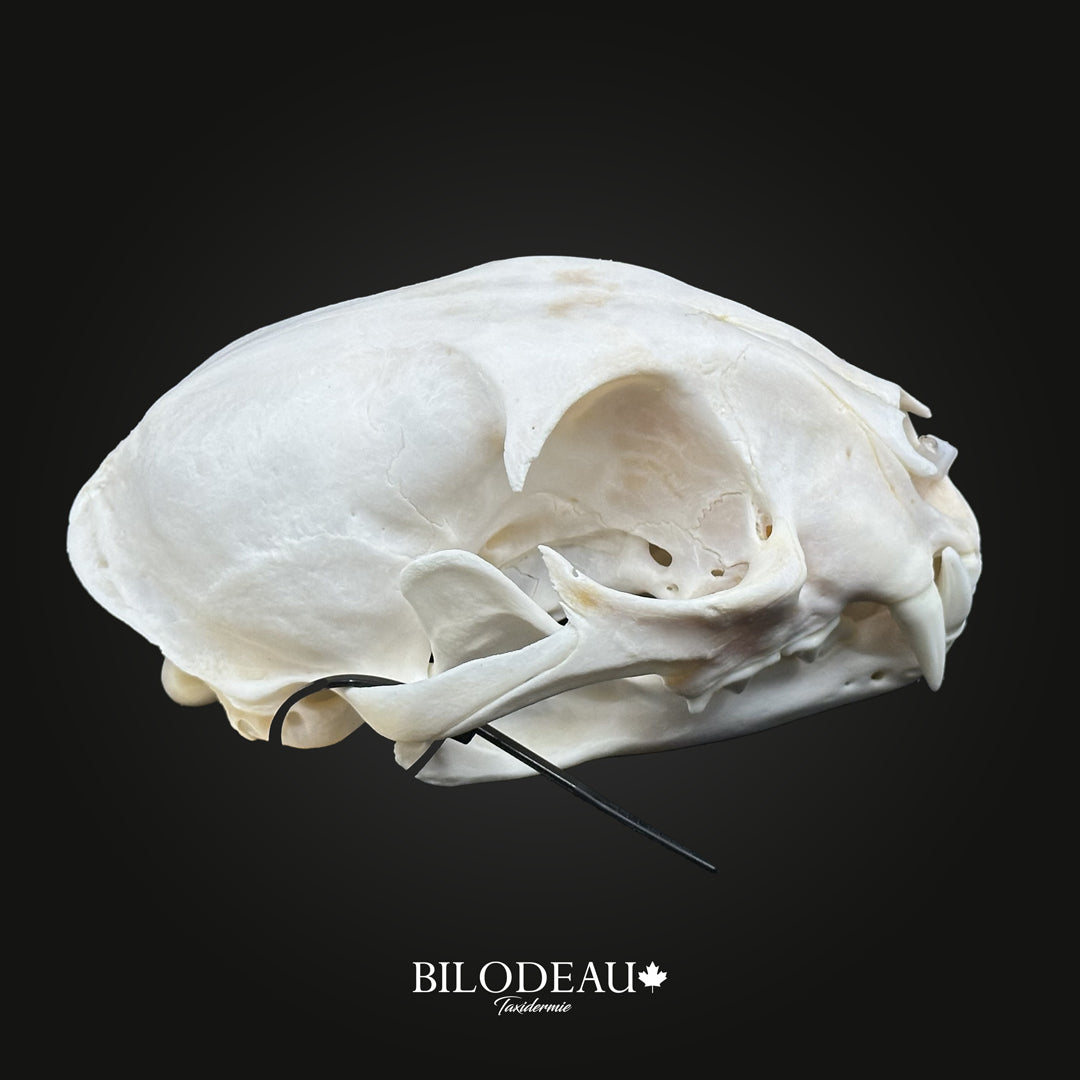 Bleached Skull - Canadian Lynx #0001257