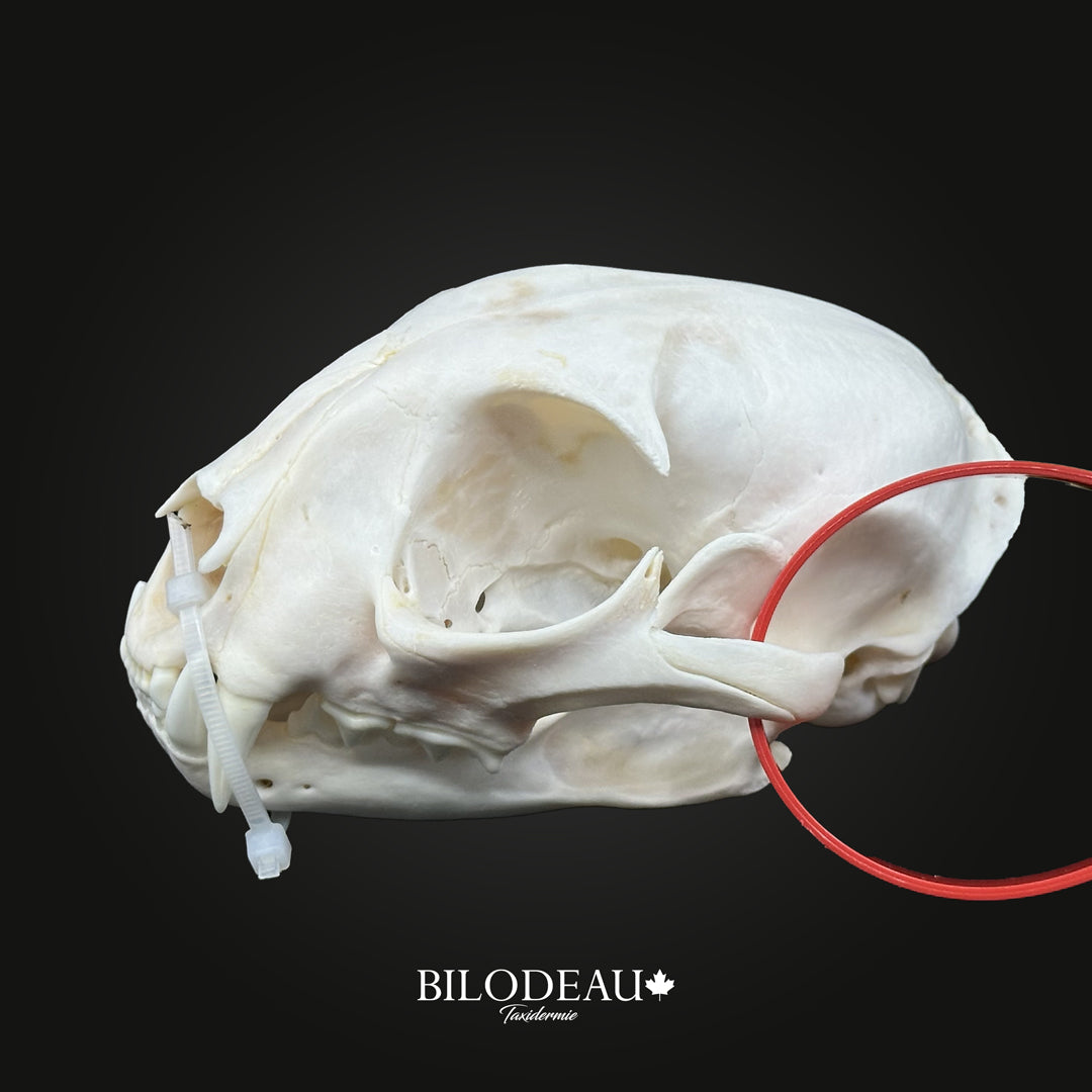 Bleached Skull - Canadian Lynx #0001257