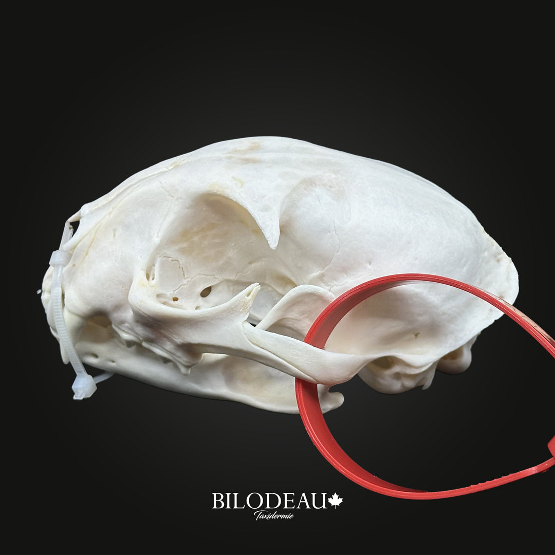 Bleached Skull - Canadian Lynx #0001257