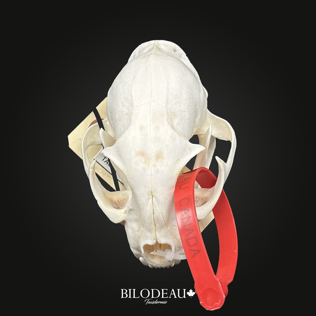 Bleached Skull - Canadian Lynx #0001257