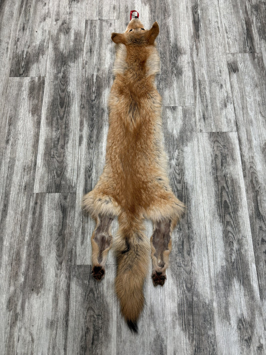 Dressed Skin - Coyote #0001451