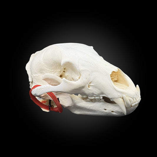 Bleached skull - Black bear #0001327