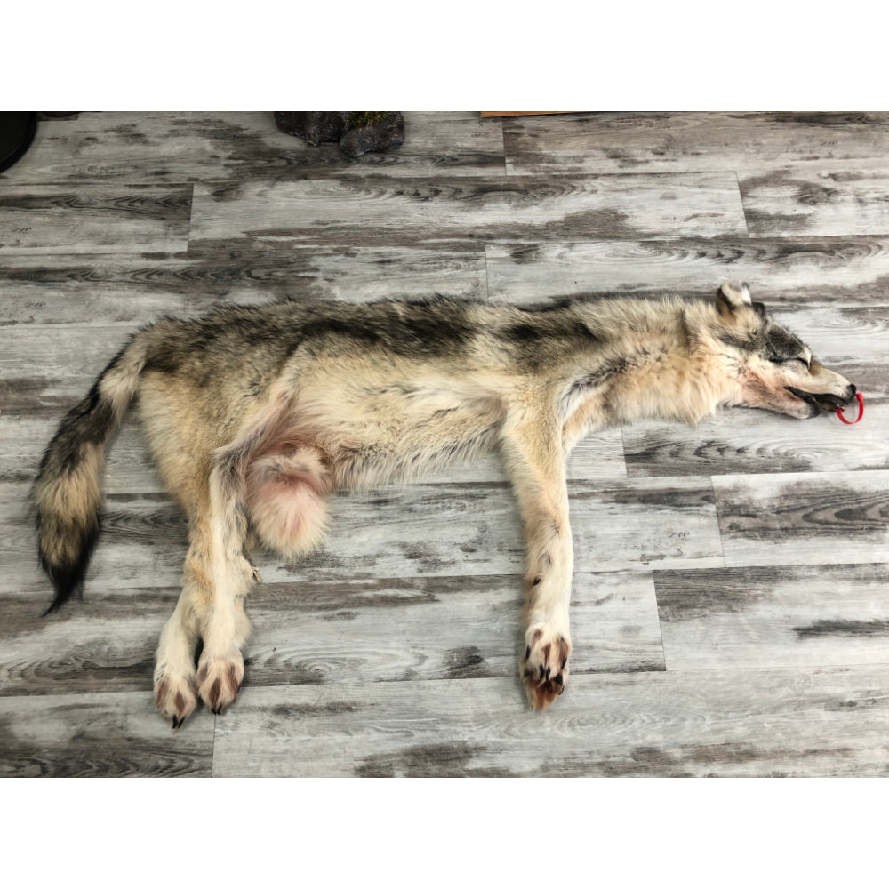 DRESSED SKIN TIMBER WOLF #0000535