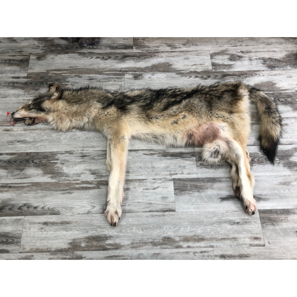 DRESSED SKIN TIMBER WOLF #0000535