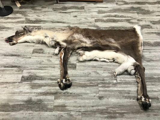 PEAU - CARIBOU #02119