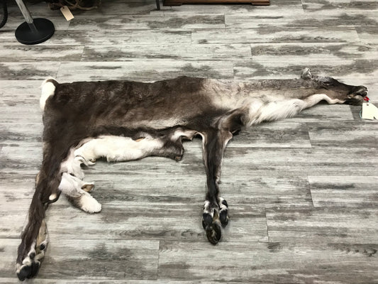 PEAU - CARIBOU #02118