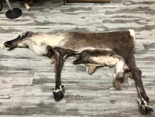 PEAU - CARIBOU #02123