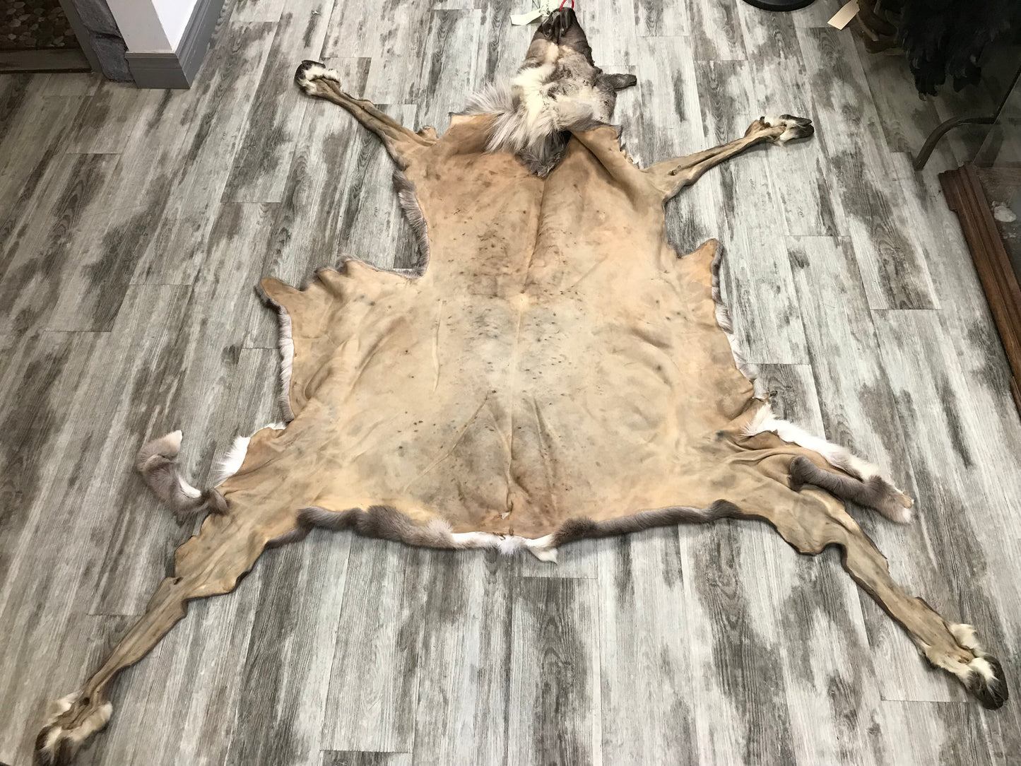 PEAU - CARIBOU #02123