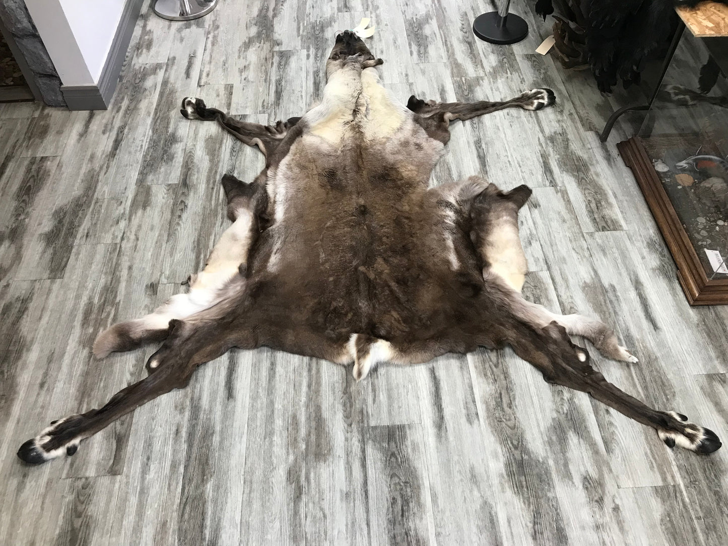 PEAU - CARIBOU #02123