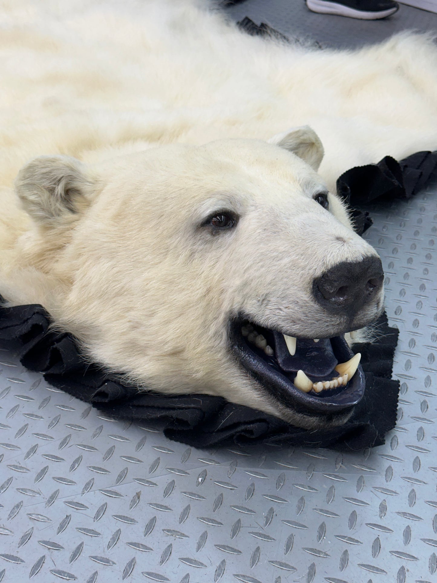 Rugs - Polar Bear #38189