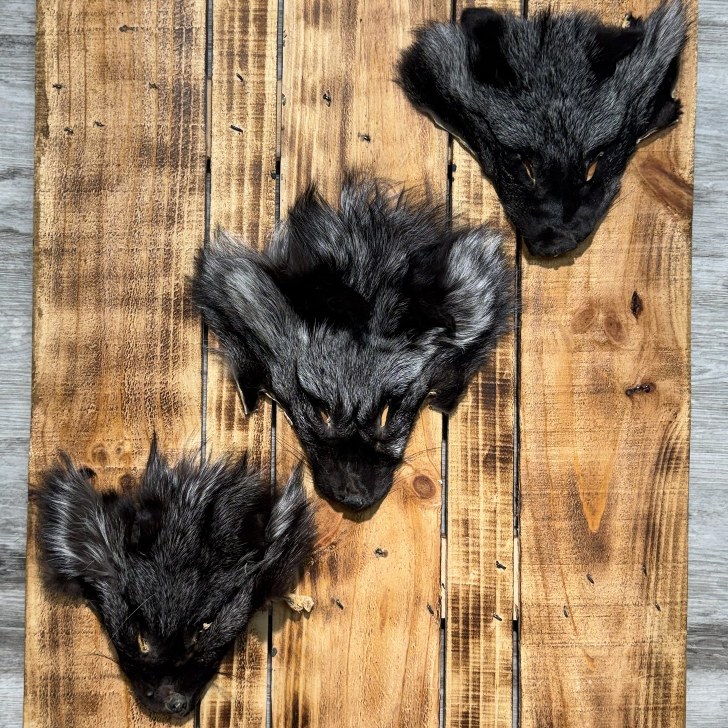 Silver Fox head