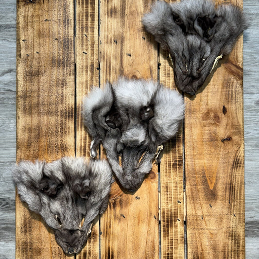 Tête de Renard Bleu