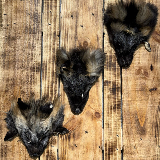 Tête de Renard Croisé