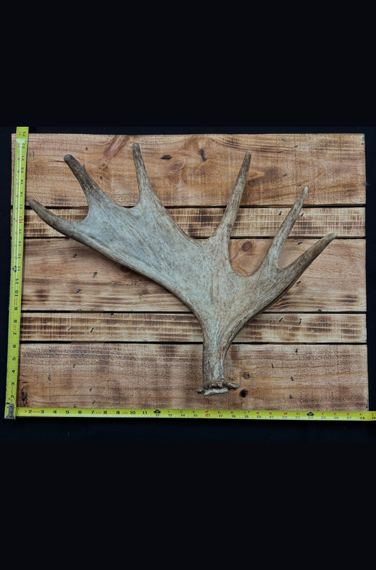 Antlers - Shed antler for rattling #1