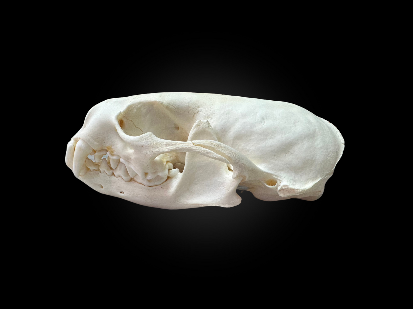 Otter skulls - Grade B