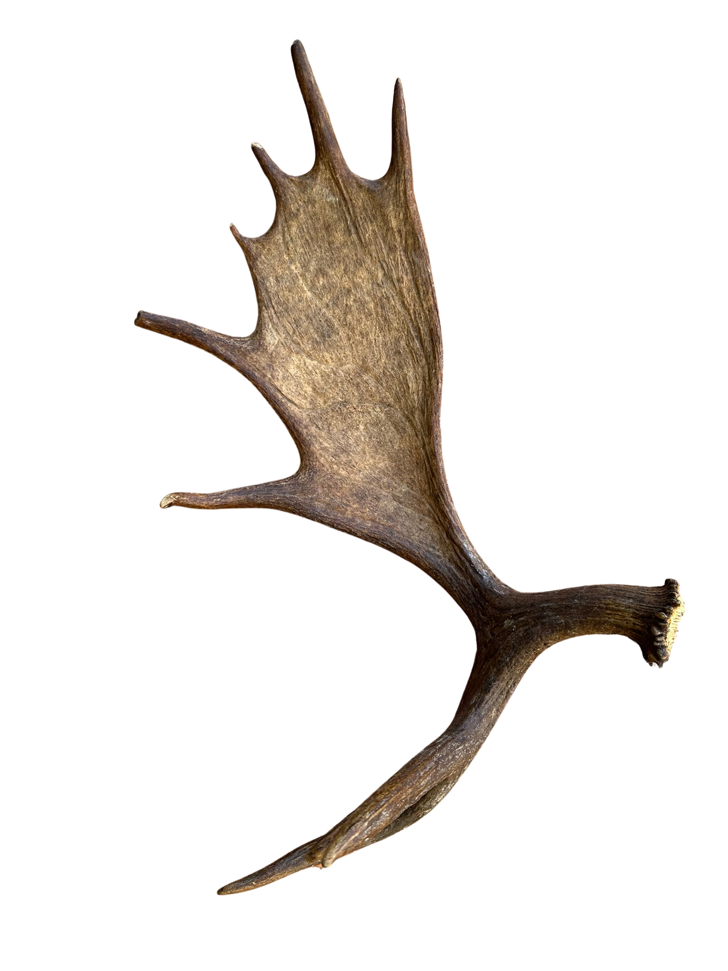 Antlers - Grade A Moose