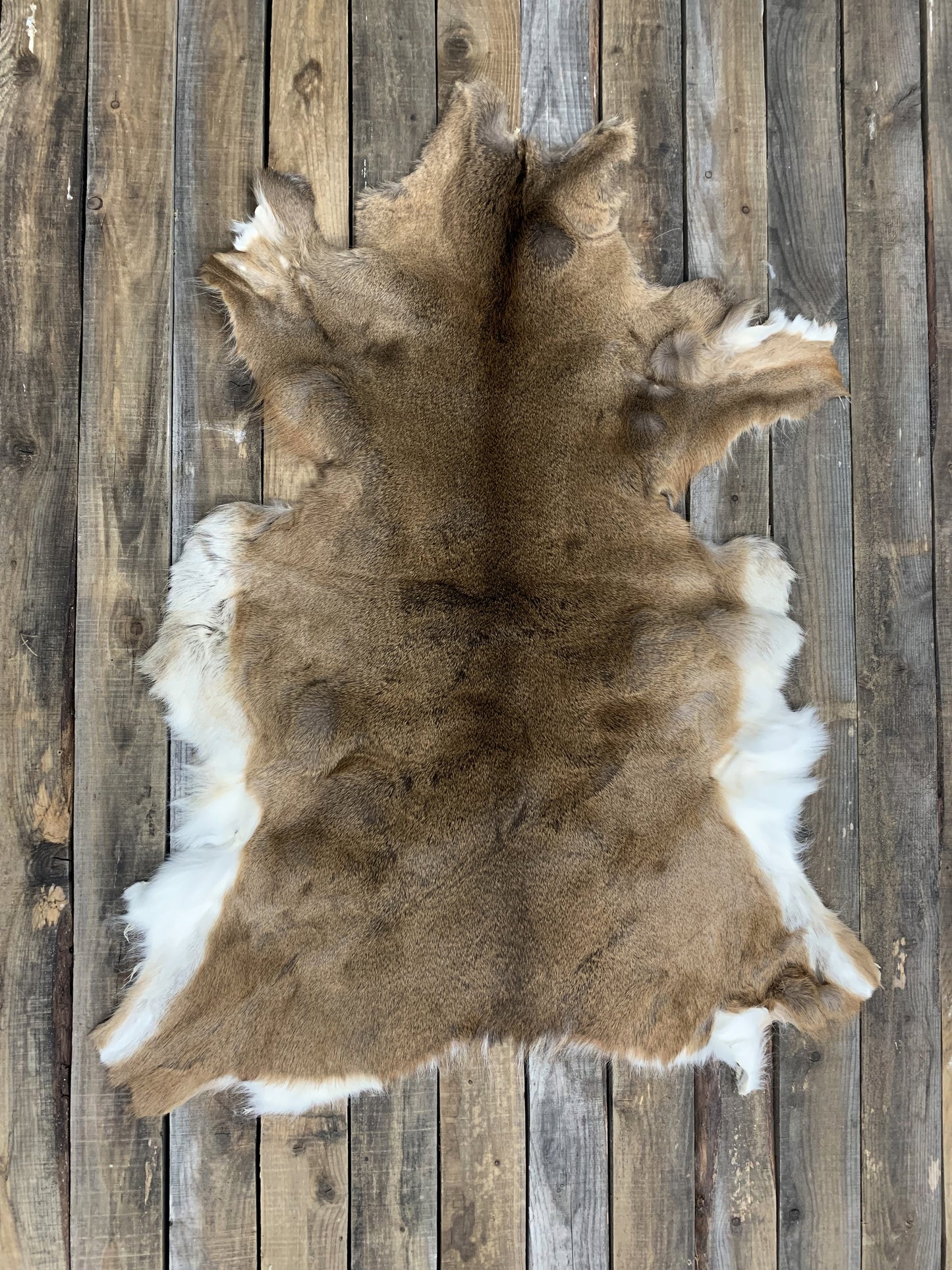 Deer Pelt