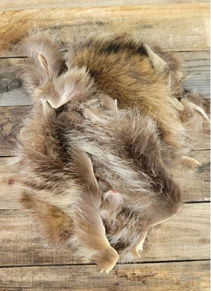 Raton Laveur