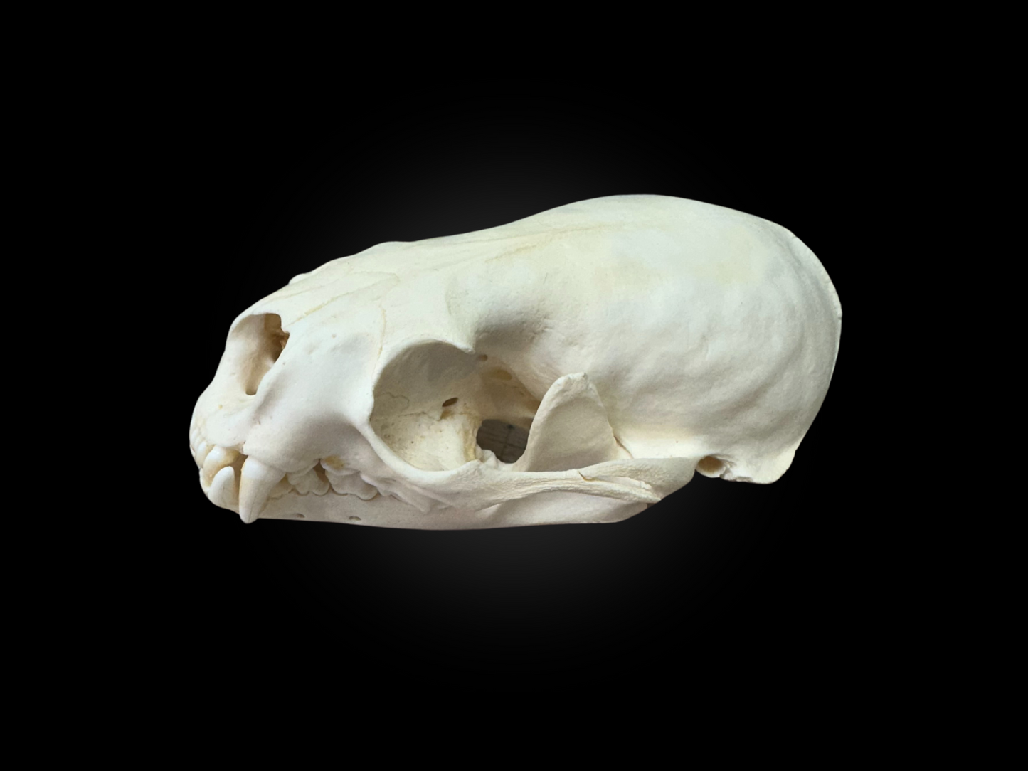 Otter skulls - Grade B