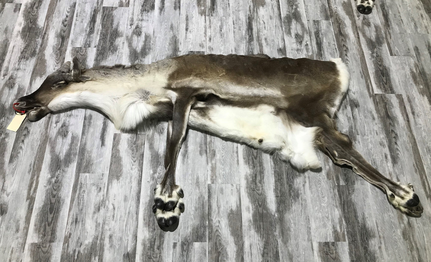 PEAU - CARIBOU #00674
