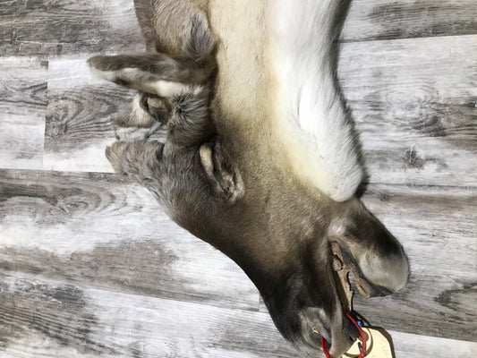 PEAU - CARIBOU #00674