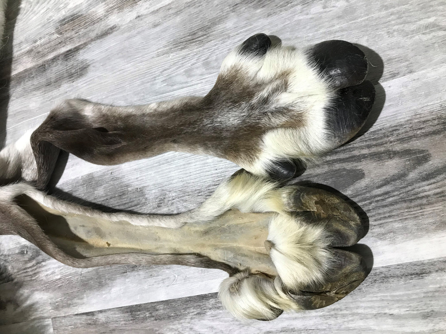 PEAU - CARIBOU #00674