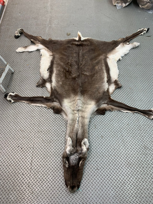 PEAU - CARIBOU #00697