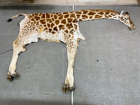 DRESSED SKINS - GIRAFFE #00740