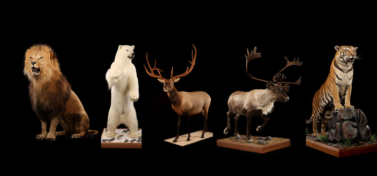Animaux Naturalisés