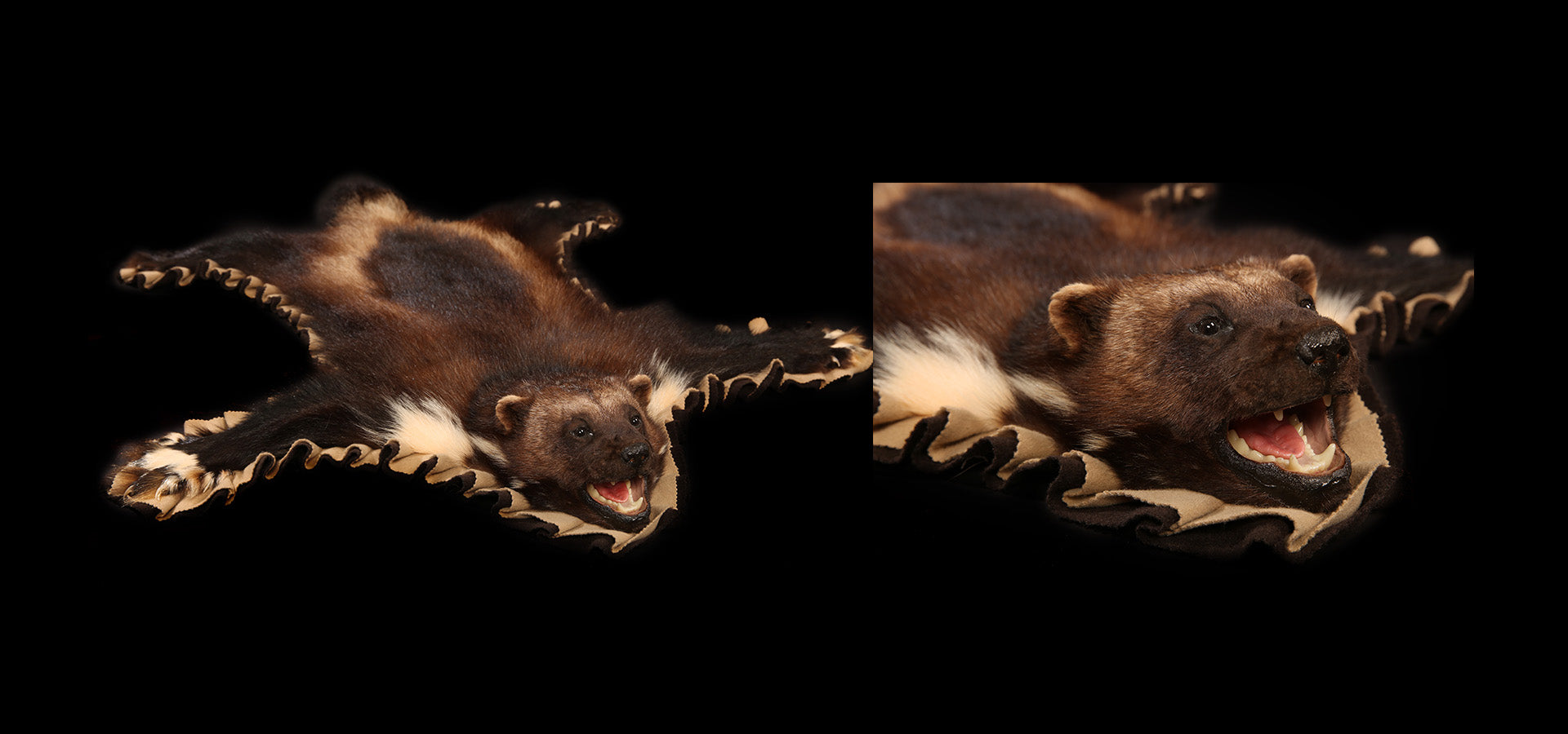Wolverine Rug Duster Wolverine Rugs – BILODEAU Canada Taxidermy