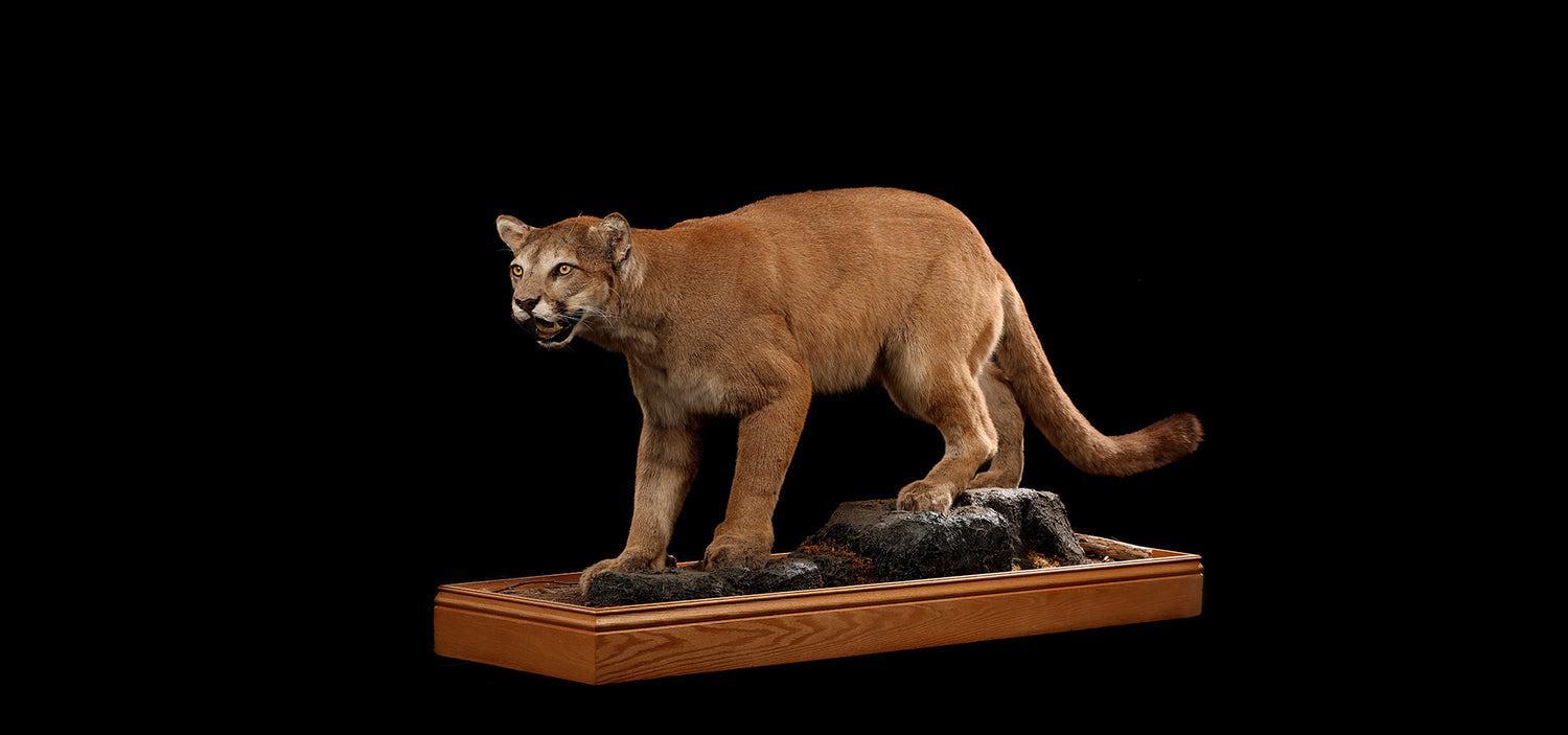 Cougar