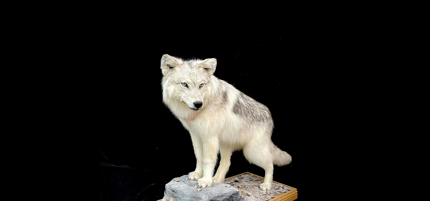 Loup