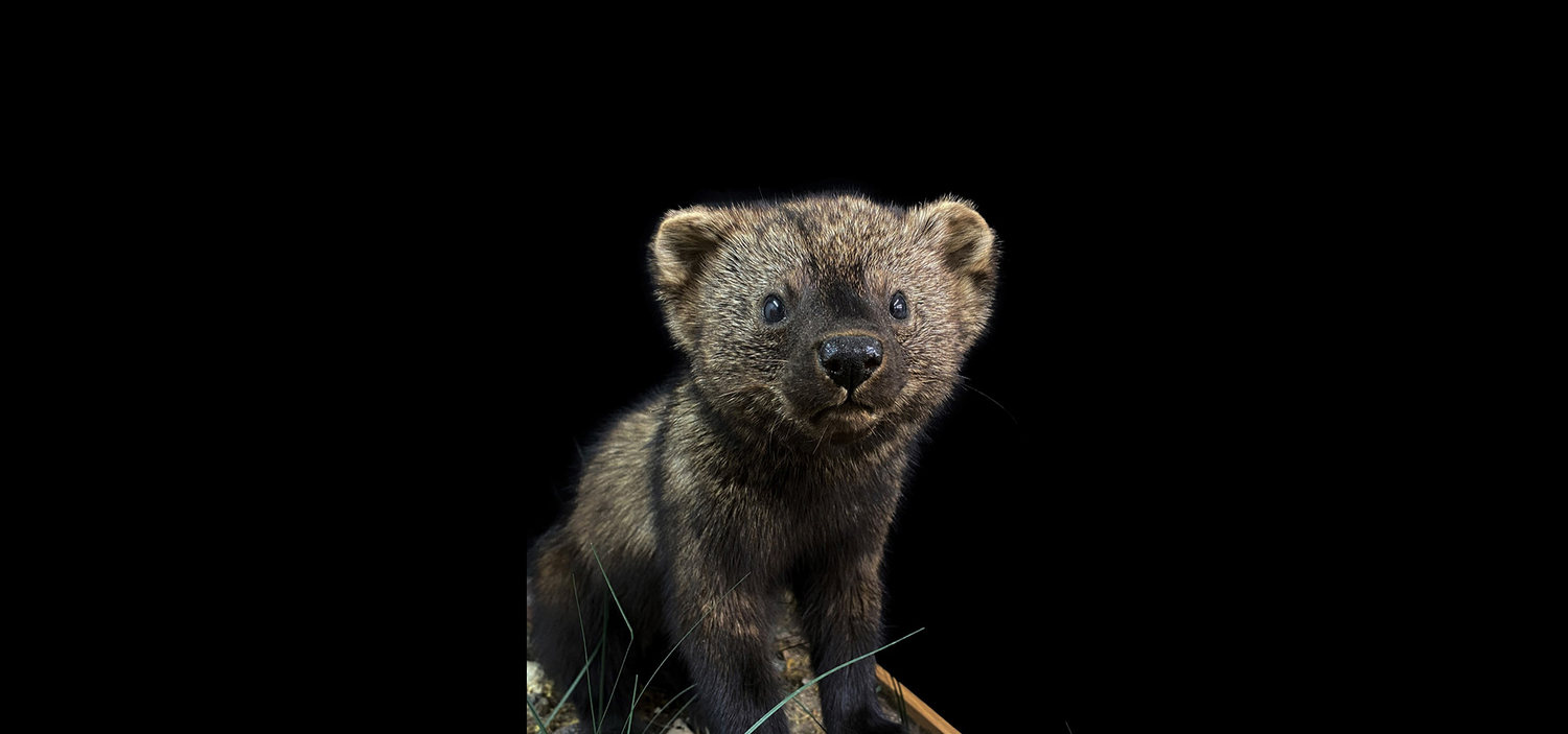 Pékan