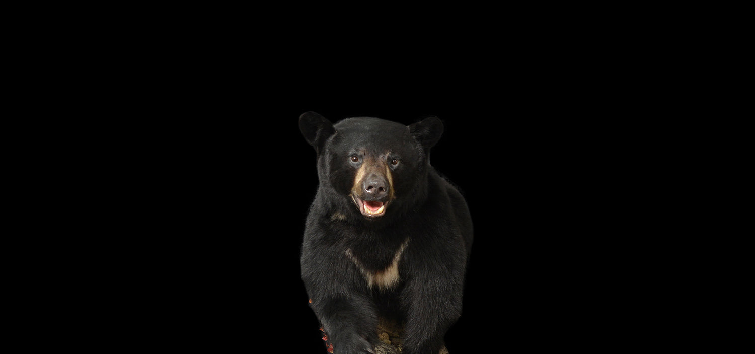 Ours Noir