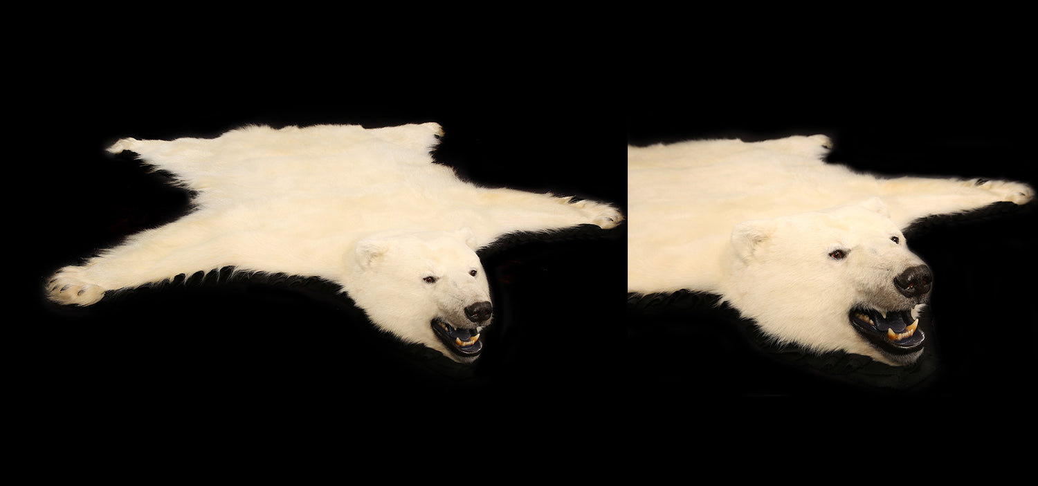 Tapis naturalisé d'Ours Polaire
