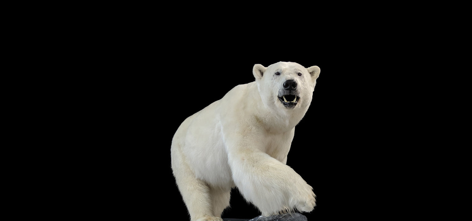 Ours Polaire