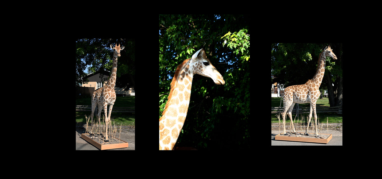 Giraffe