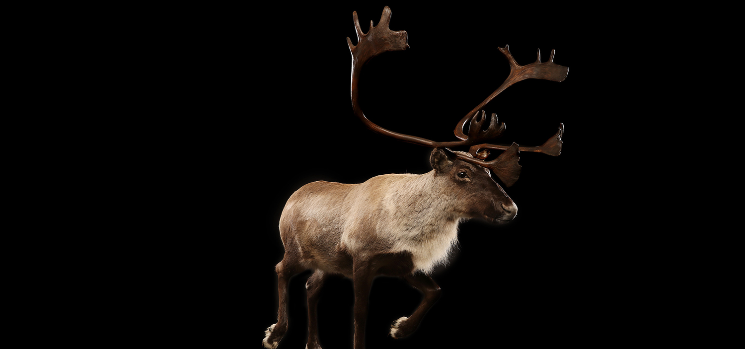 Caribou