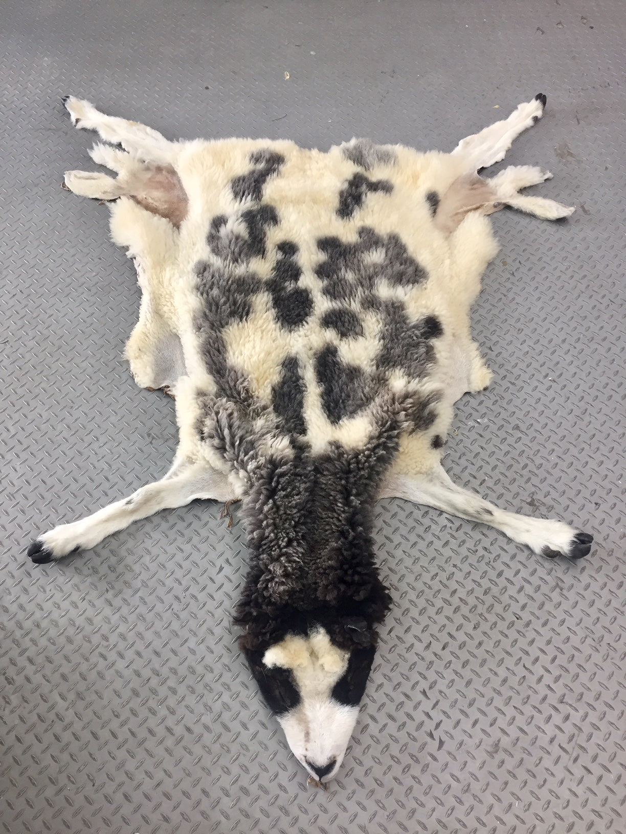 Dressed Skin - Jacob Sheep #0000103