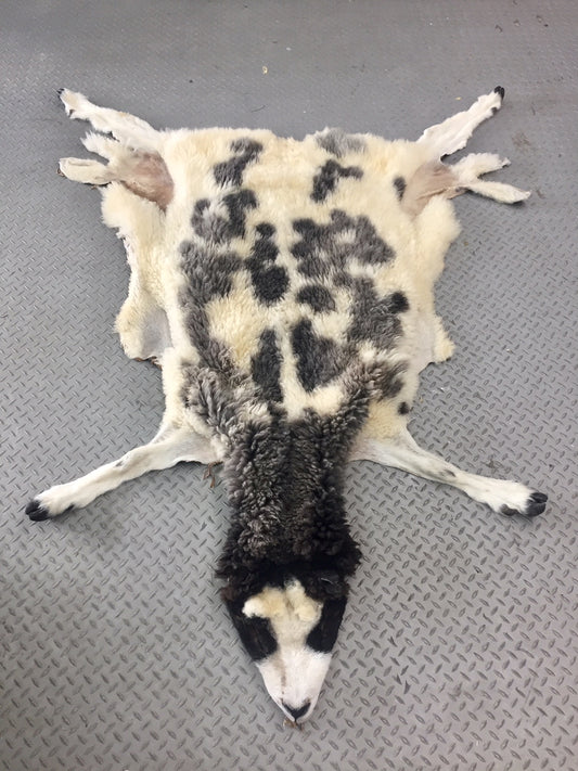 Peau - Mouton à 4 cornes #0000103