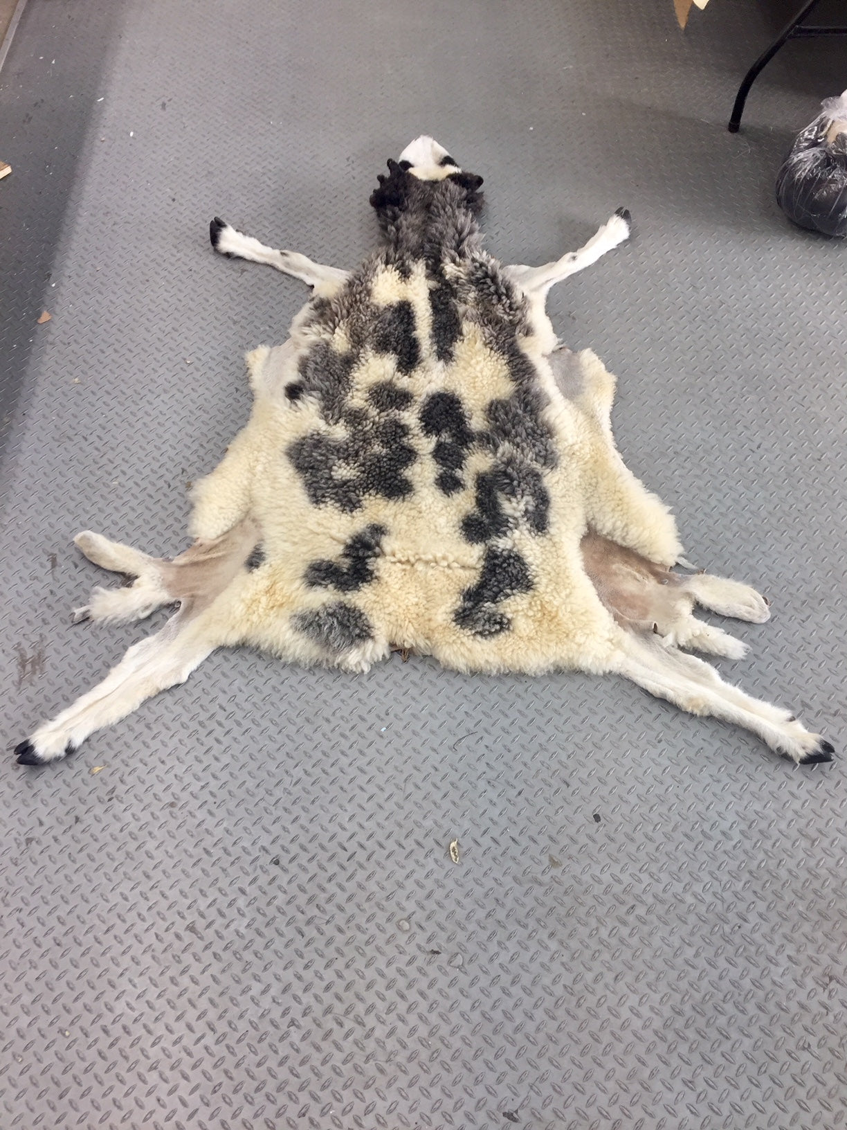 Dressed Skin - Jacob Sheep #0000103