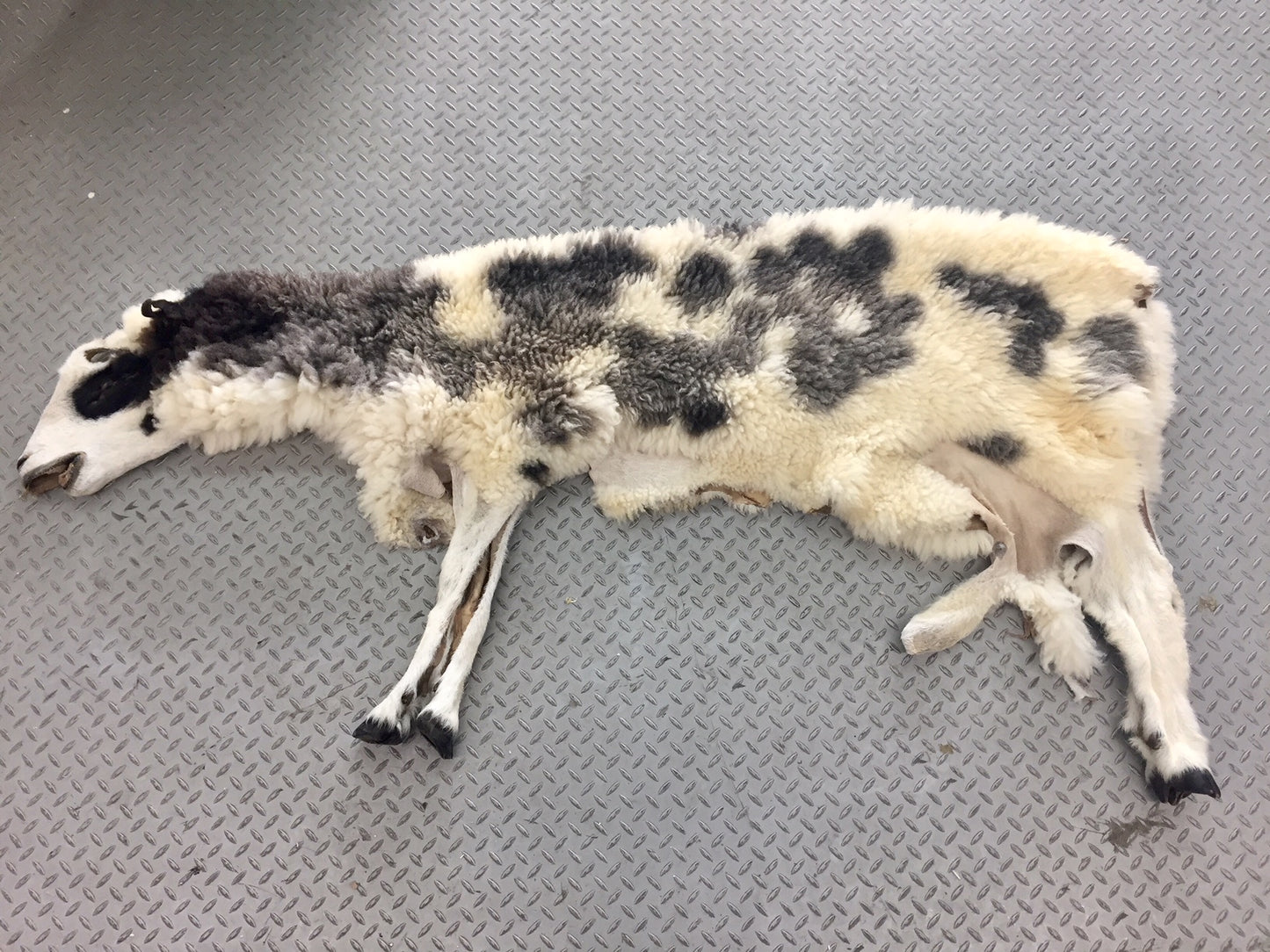 Dressed Skin - Jacob Sheep #0000103