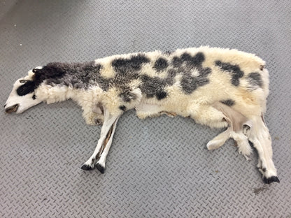 Dressed Skin - Jacob Sheep #0000103