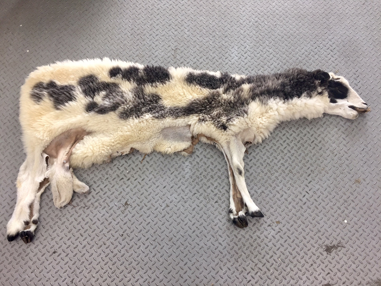 Dressed Skin - Jacob Sheep #0000103