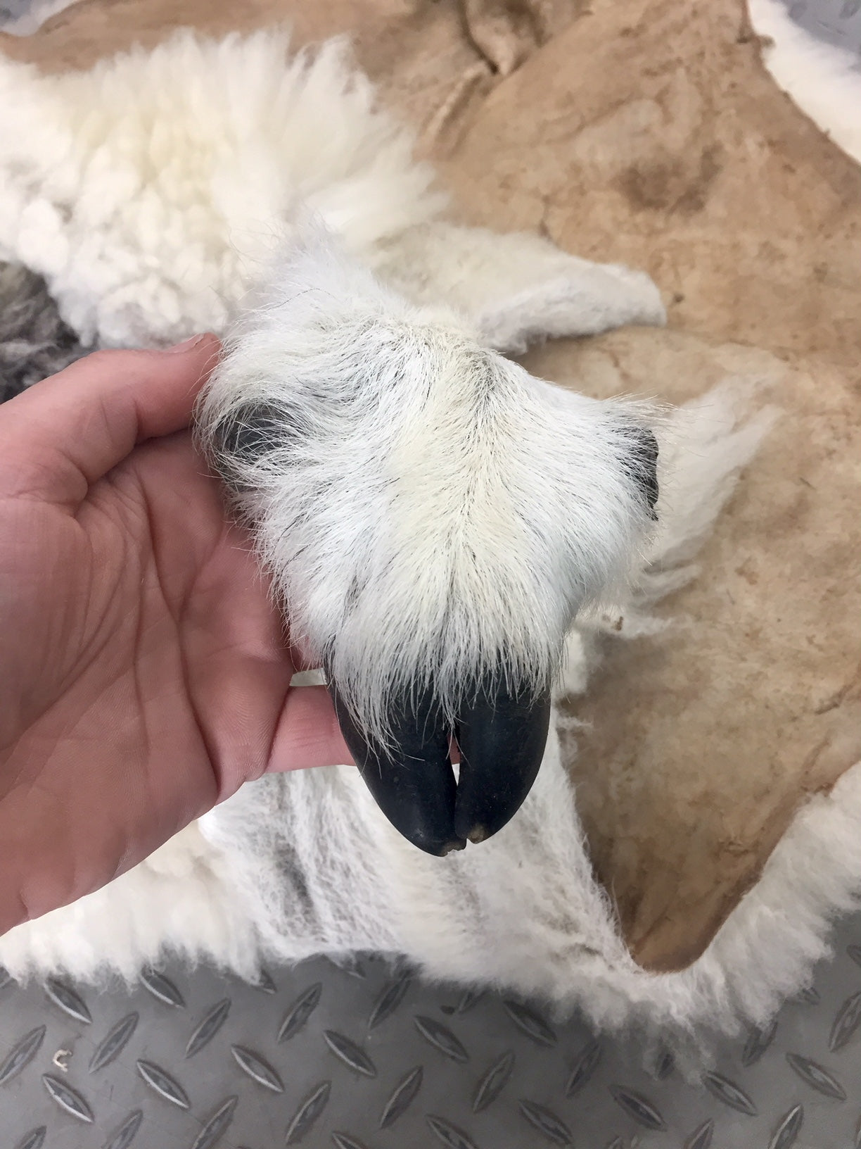 Dressed Skin - Jacob Sheep #0000103