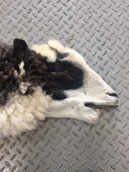 Dressed Skin - Jacob Sheep #0000103