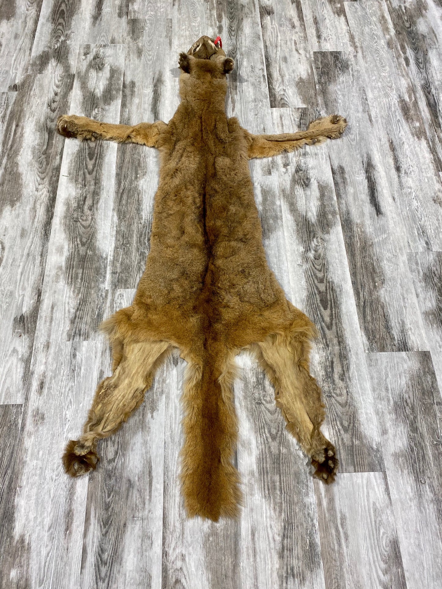 Peau - Cougar #0000482